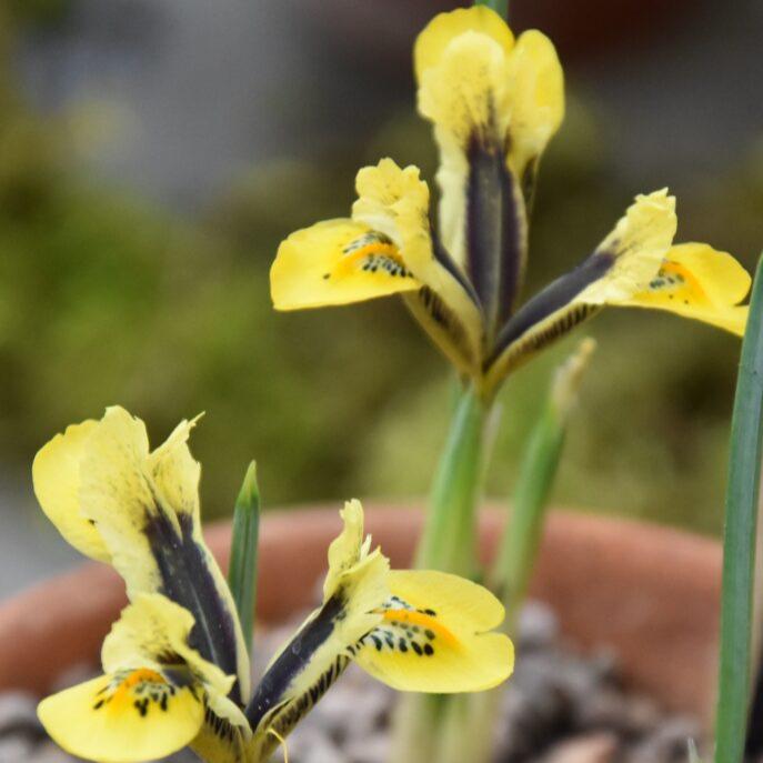 Iris reticulata 'Orange Glow'