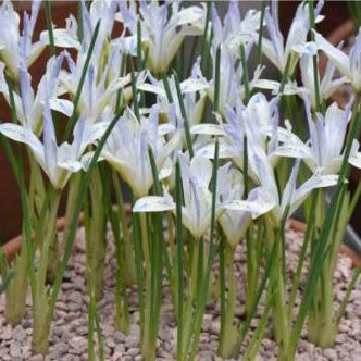 Iris reticulata 'Painted Lady' Bulbs | Dwarf Iris