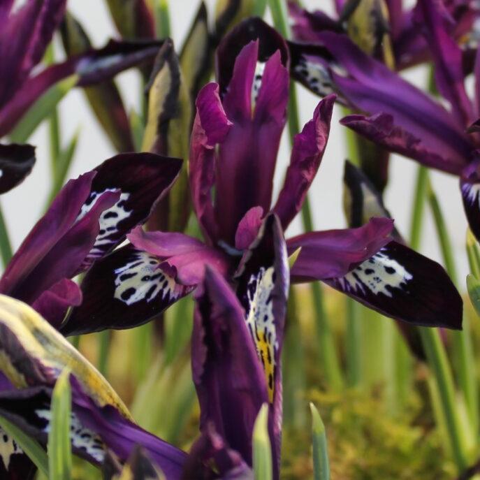 Iris reticulata 'Pauline'