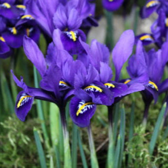 Iris reticulata 'Pixie' Bulbs