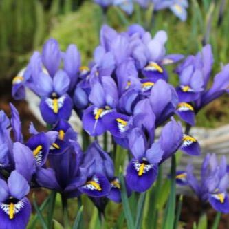 Iris reticulata 'Rhapsody'