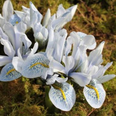 Iris histrioides 'Sheila Ann Germaney'