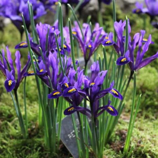 Iris reticulata