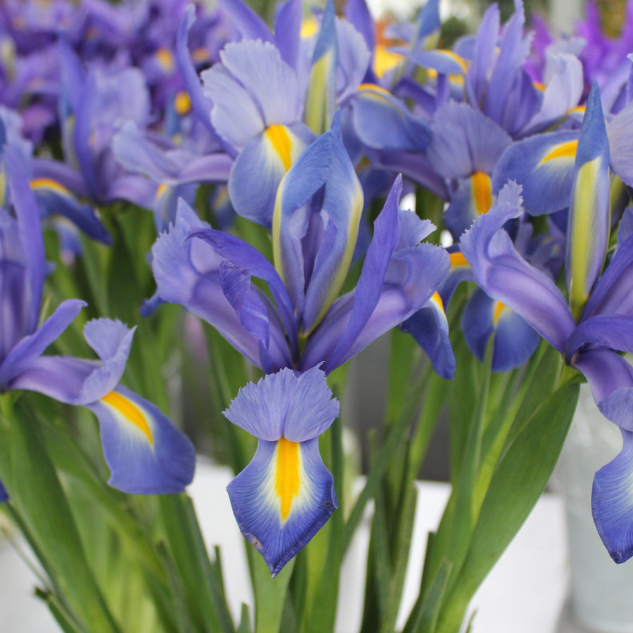 Iris 'Sapphire Beauty' Bulbs