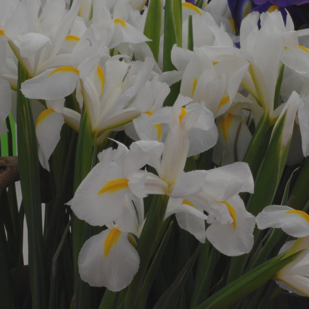 Iris 'White Van Vliet' Bulbs