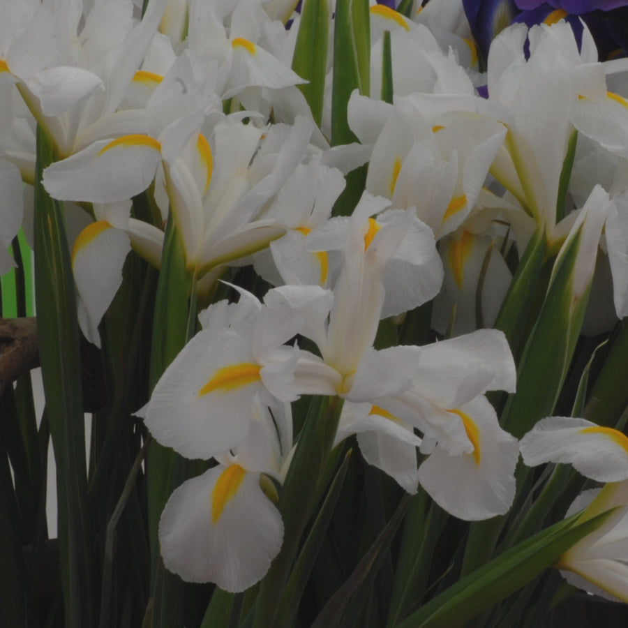 Iris 'White Van Vliet' Bulbs