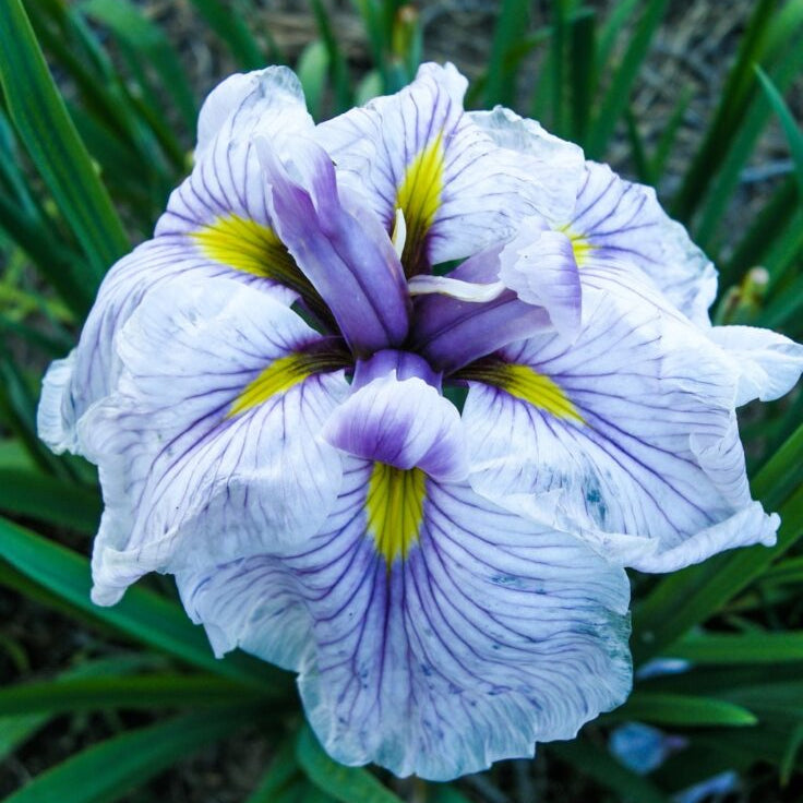 An iris 'Greywoods Catrina' planted into bark in full bloom bordered by its long green leaves.