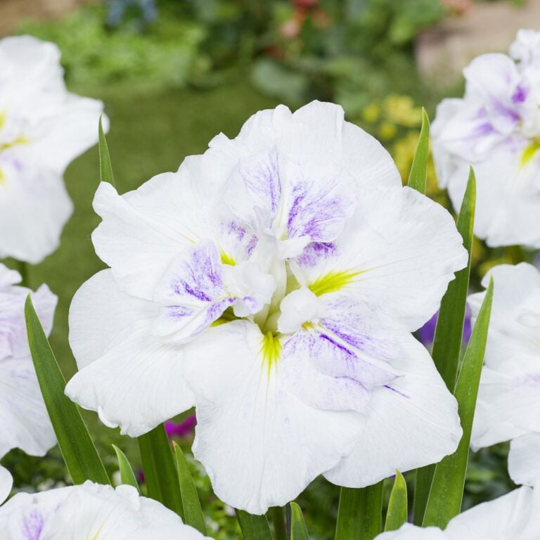 A bed of Iris ensata 'Cupcake' flowers with thin spiky green leaves in the garden.