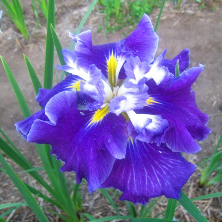 An Iris ensata 'Frosted Intrigue' flower blooming with beautiful blue, white and yellow out of a sparse flower bed.
