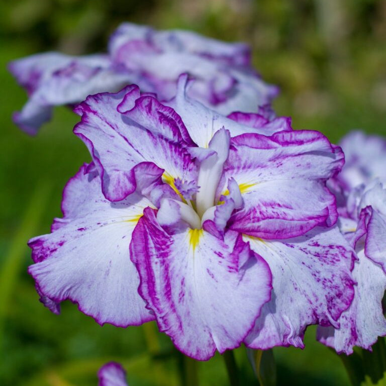 A closeup of a purple and white Iris ensata 'Harlequinesque' flower lit by the sun against a green garden background.