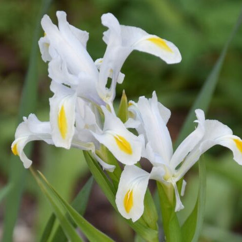 Iris hoogiana (Aril Iris) Bulbs