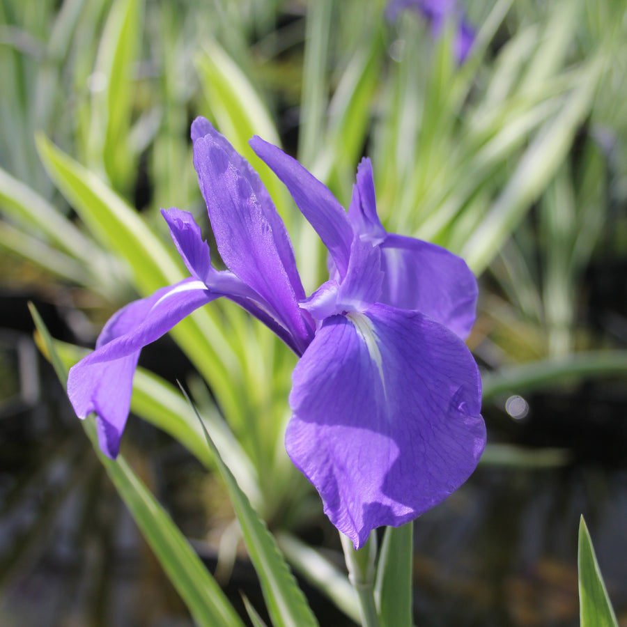 Iris laevigata 'Variegata'