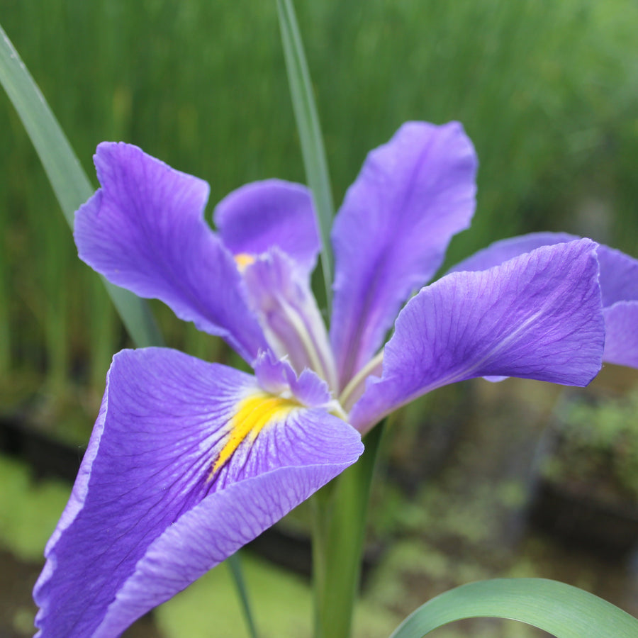 Iris louisiana 'Heather Stream'