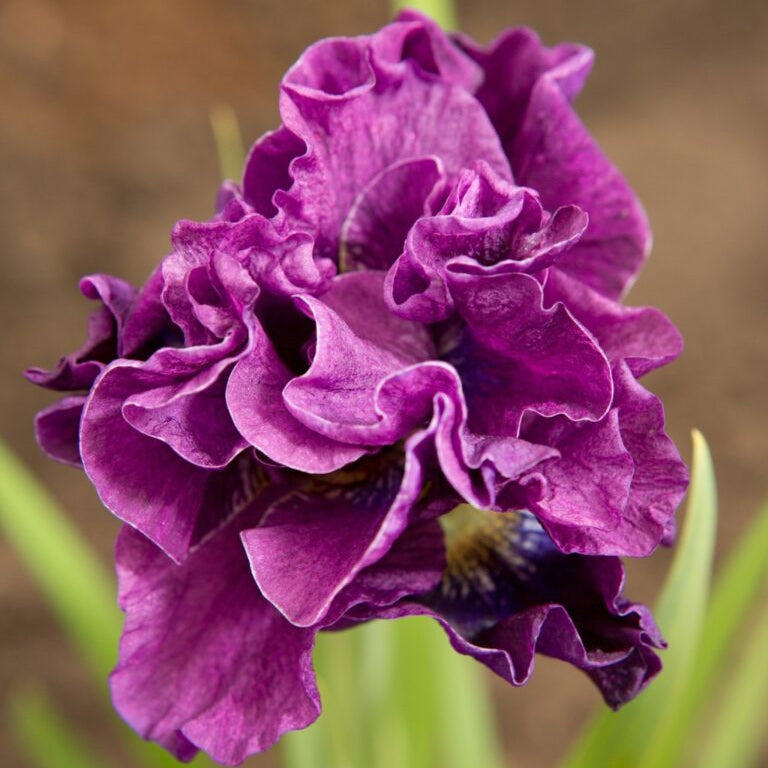 A closeup of a ruffled, violet Iris siberica 'Bundle Of Joy' flower standing over it's bright green leaves.