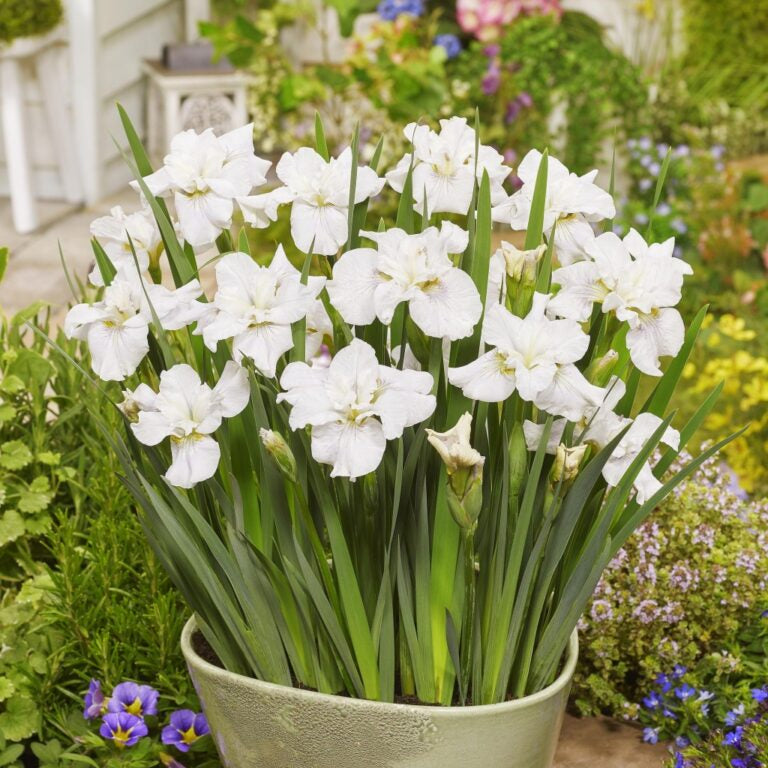 Iris sibirica 'Not Quite White' flowers srouting from a clay pot beside a border in the garden.