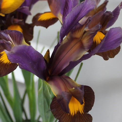 Dutch Iris 'Bronze Perfection' Bulbs | Iris hollandica