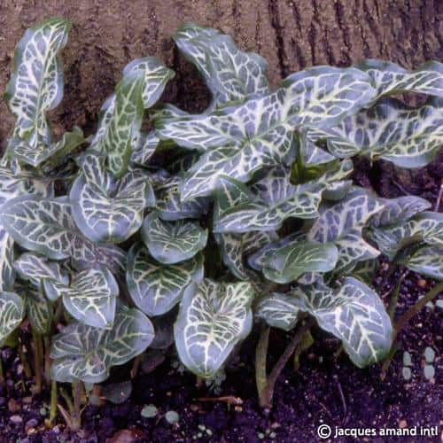 Arum italicum subsp 'Marmoratum'