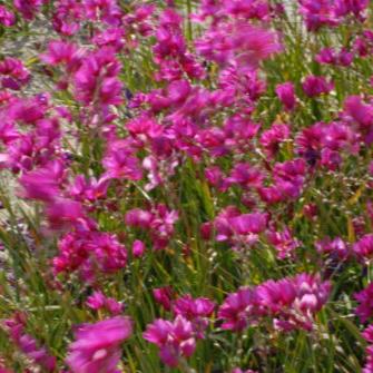 Ixia 'Mabel'