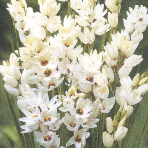 Ixia 'Giant' Bulbs