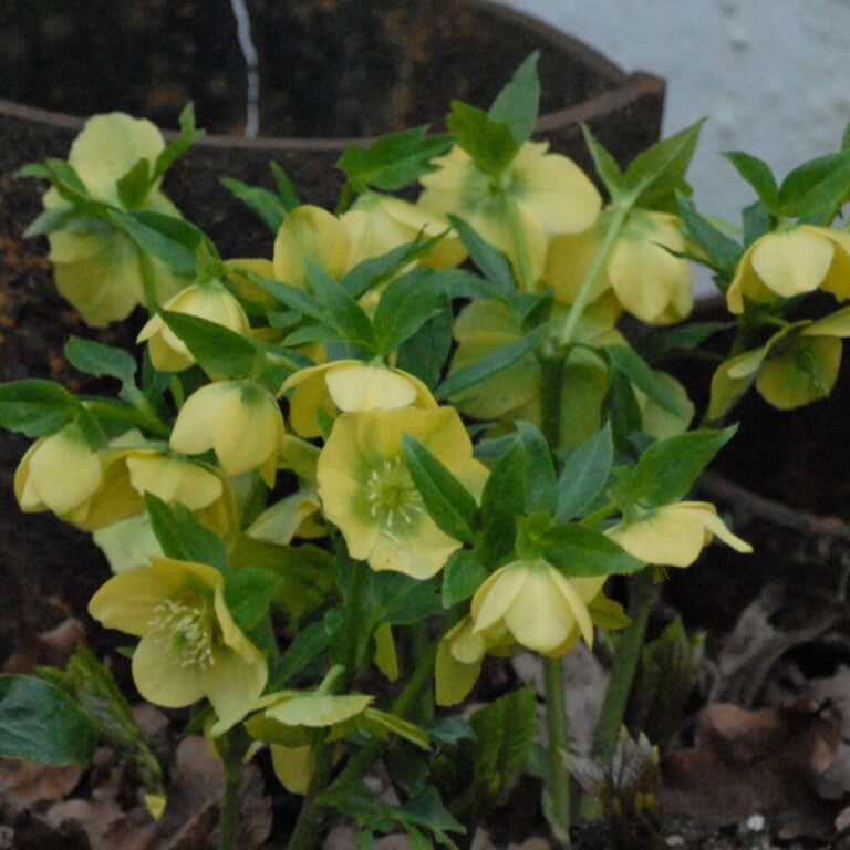 Helleborus orientalis - Single Yellow