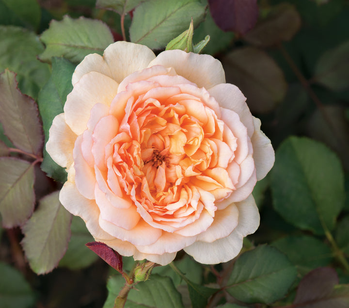 Rosa 'Jelena' (Fragrant Frayla Collection)