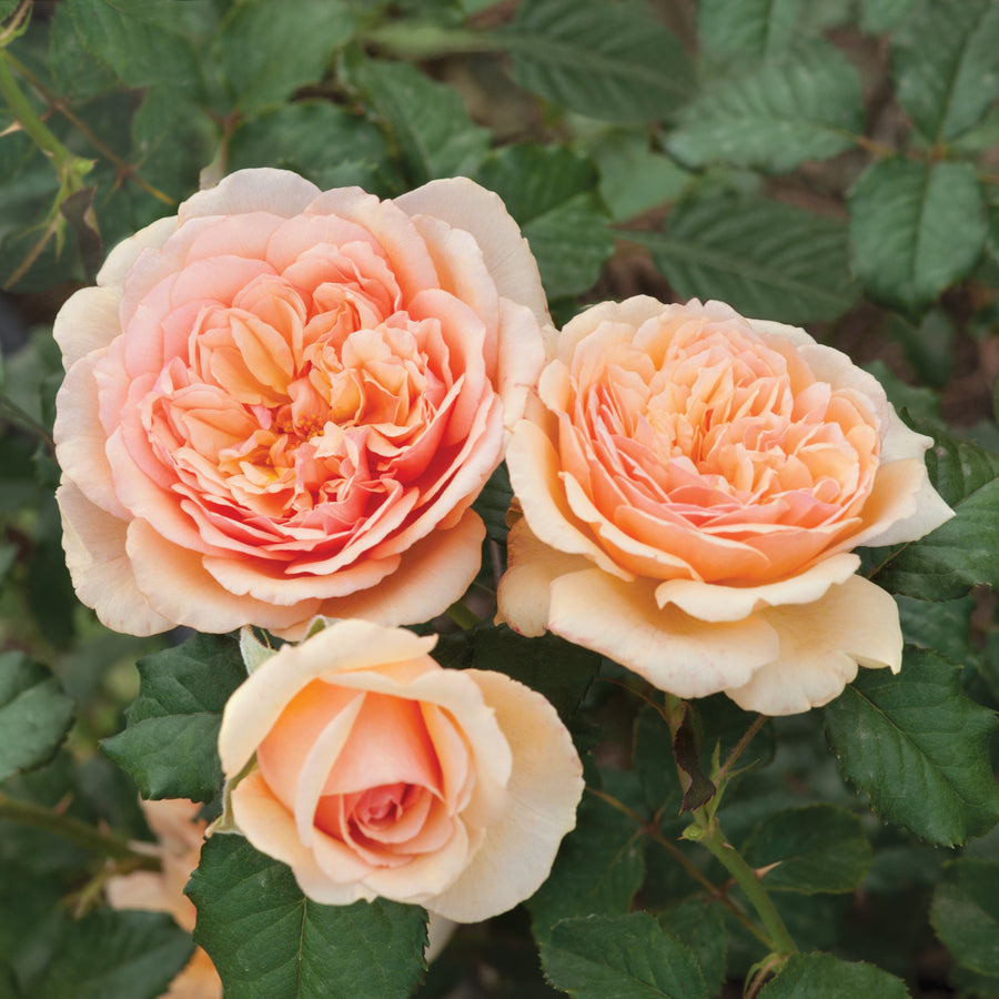 Rosa 'Jelena' (Fragrant Frayla Collection)