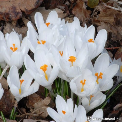 Crocus 'Joan of Arc' Bulbs