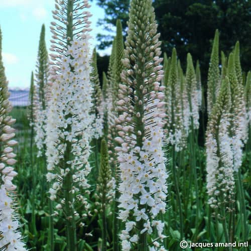 Eremurus 'Joanna'