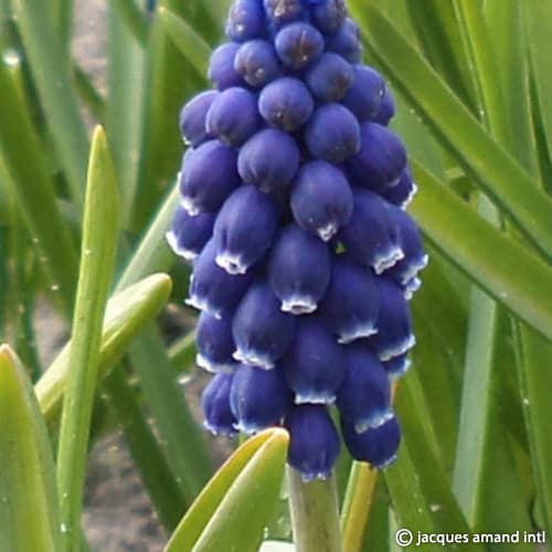 Muscari 'Joyce Spirit'