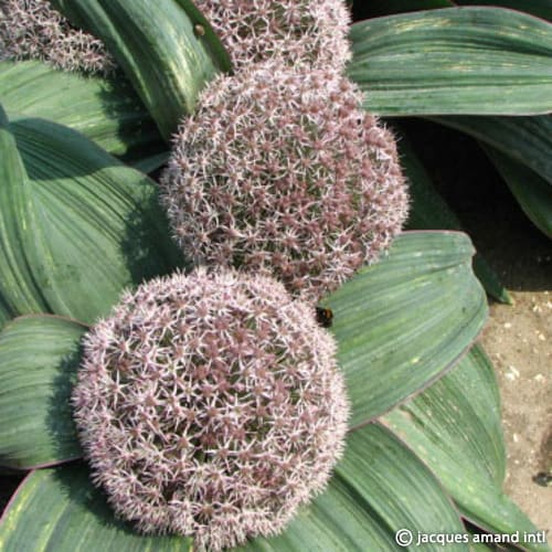 Allium karataviense