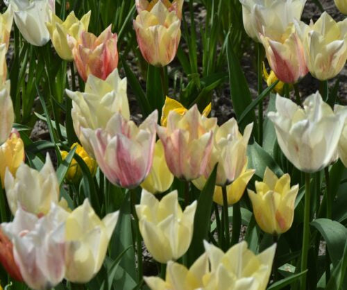 Tulip 'Karate'