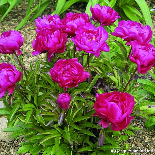 Paeonia lactiflora 'Karl Rosenfield'