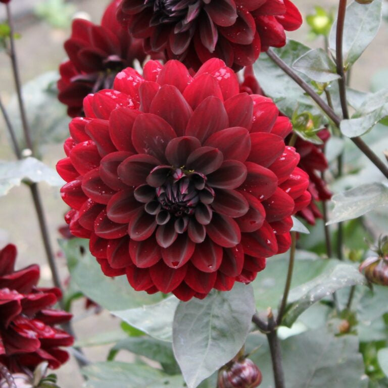 Buy Dahlia 'Manoa' Tubers online