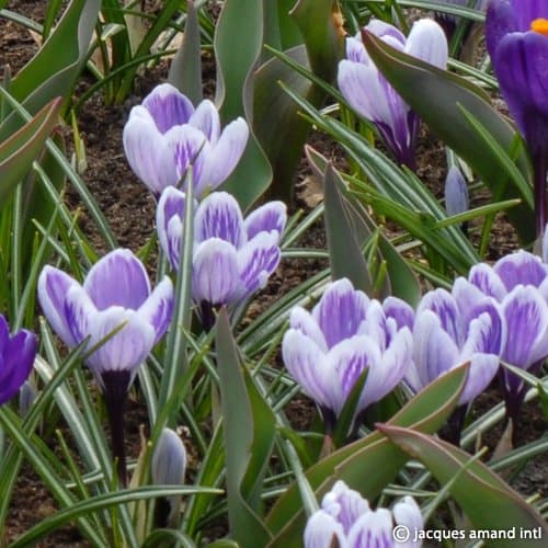 Crocus 'King of the Striped' Bulbs
