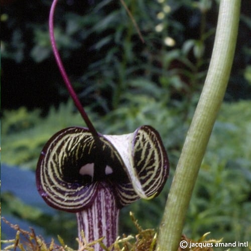 Buy Arisaema kiushianum Tubers online