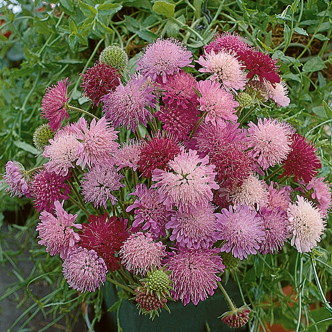 Knautia macedonica 'Melton Pastels'
 in a border pot