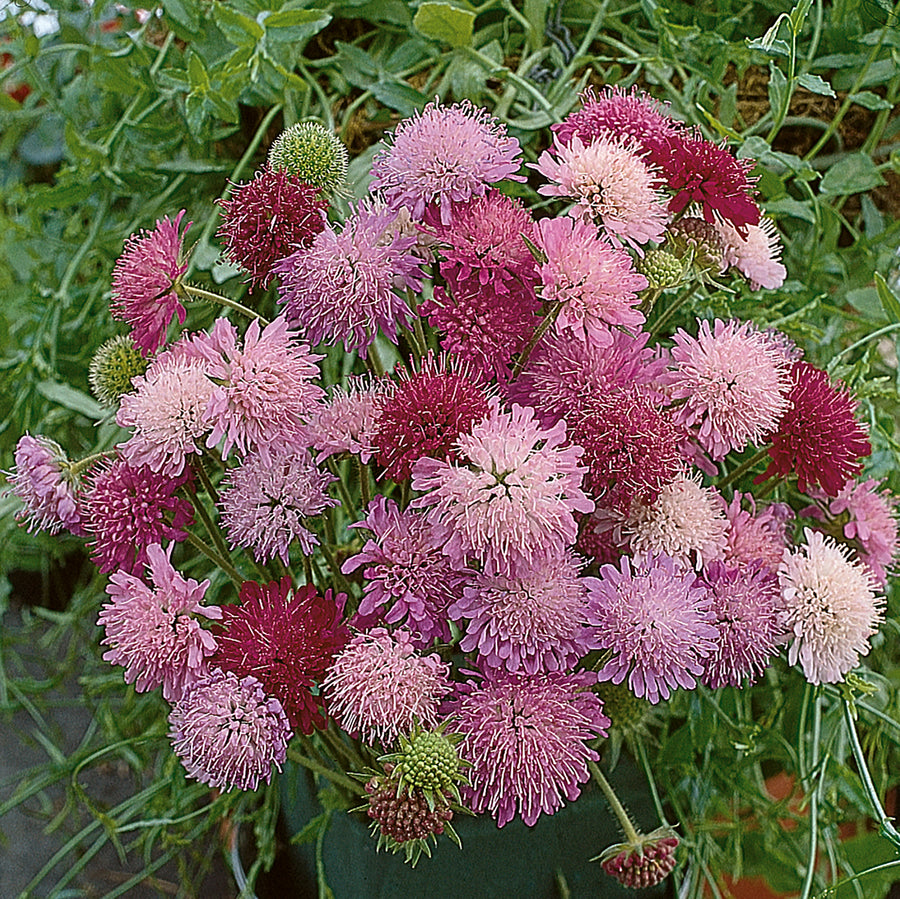 Knautia macedonica 'Melton Pastels'
 in a border pot