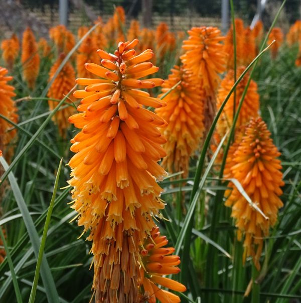 Kniphofia 'Orange Blaze' (Pyromania Series)