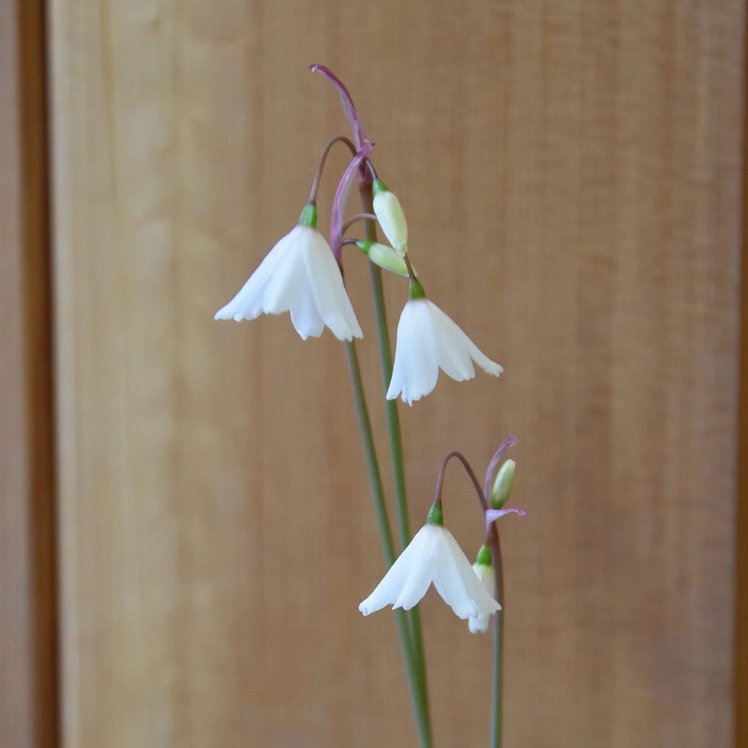 Leucojum autumnale 'September Snow' Bulbs | Autumn Snowflake