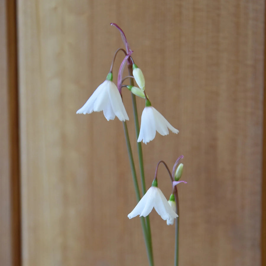 Leucojum autumnale 'September Snow' Bulbs | Autumn Snowflake