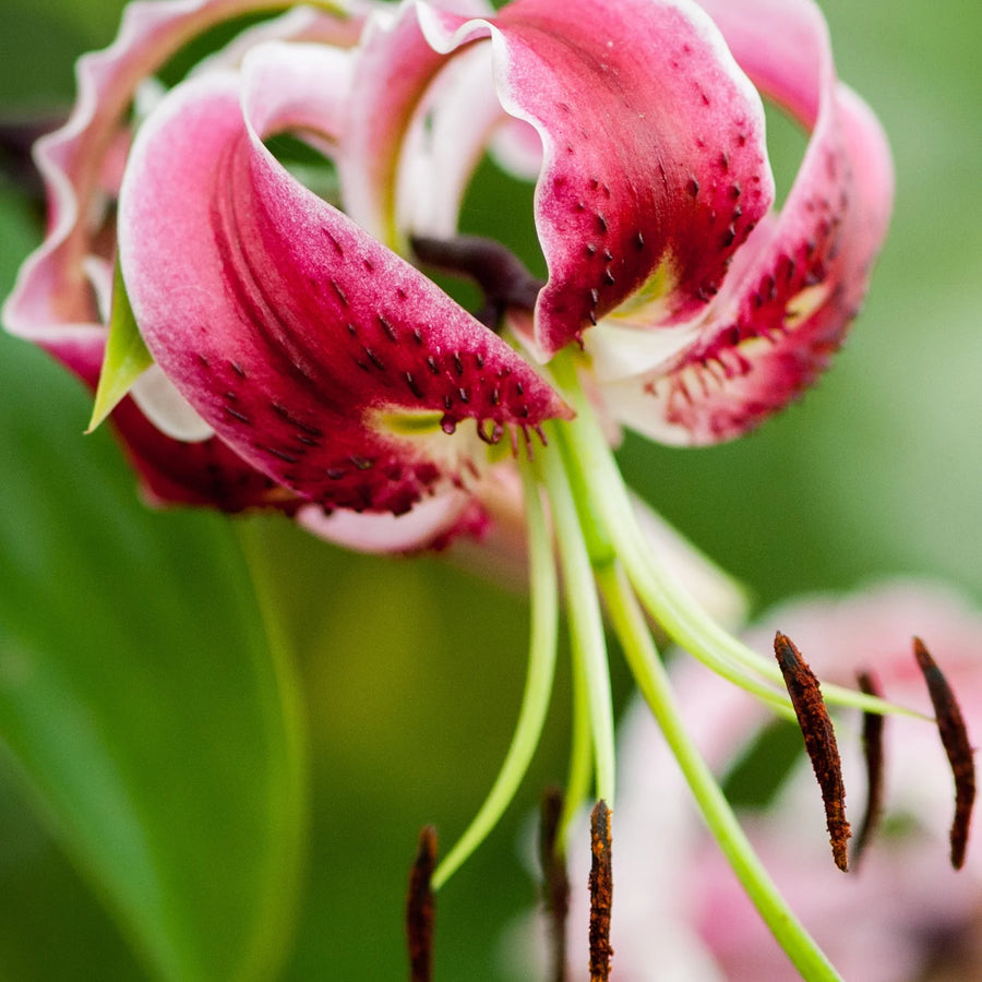 Lilium 'Black Beauty' Bulbs | Dark Red Scented Lily