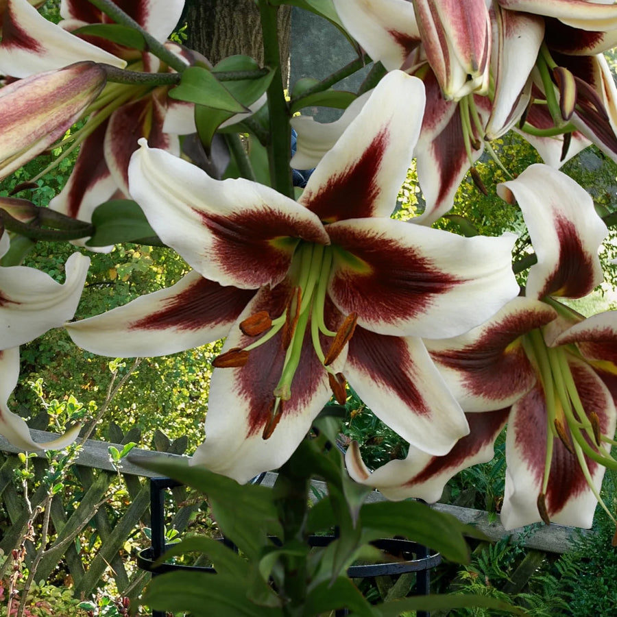 Lilium 'Beverly Dreams' Bulbs | Red & White OT Lily