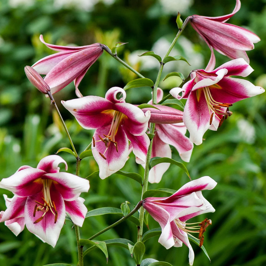 Lilium 'Friso' Bulbs | Silk Road Oriental-Trumpet Lily