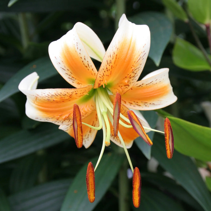 Lilium 'Lady Alice' Bulbs | White & Orange Turk's Cap Lily
