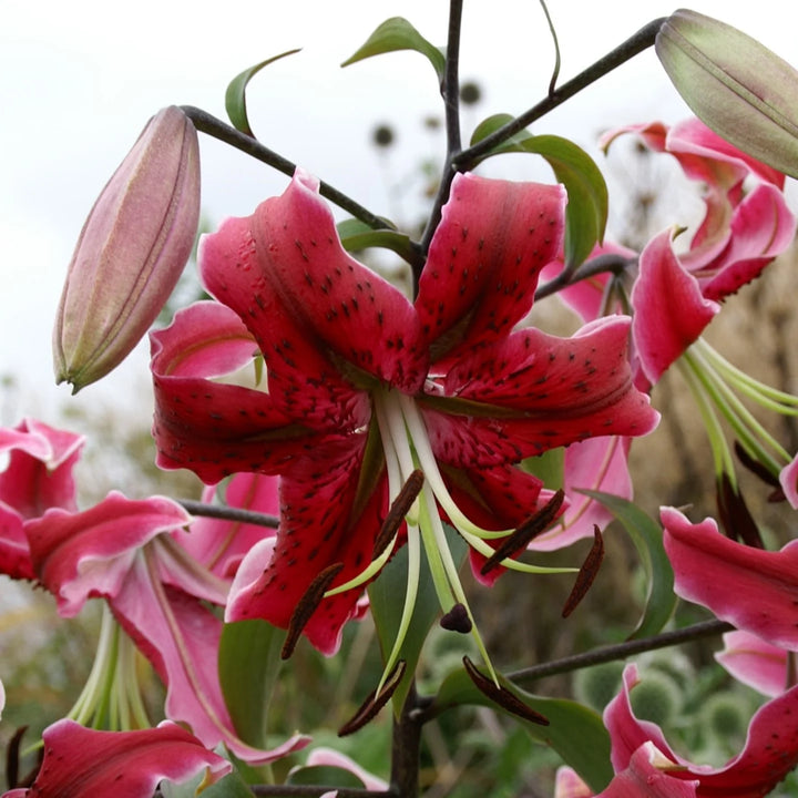 Lilium 'Miss Feya' Bulbs | Red Oriental-Trumpet Lily
