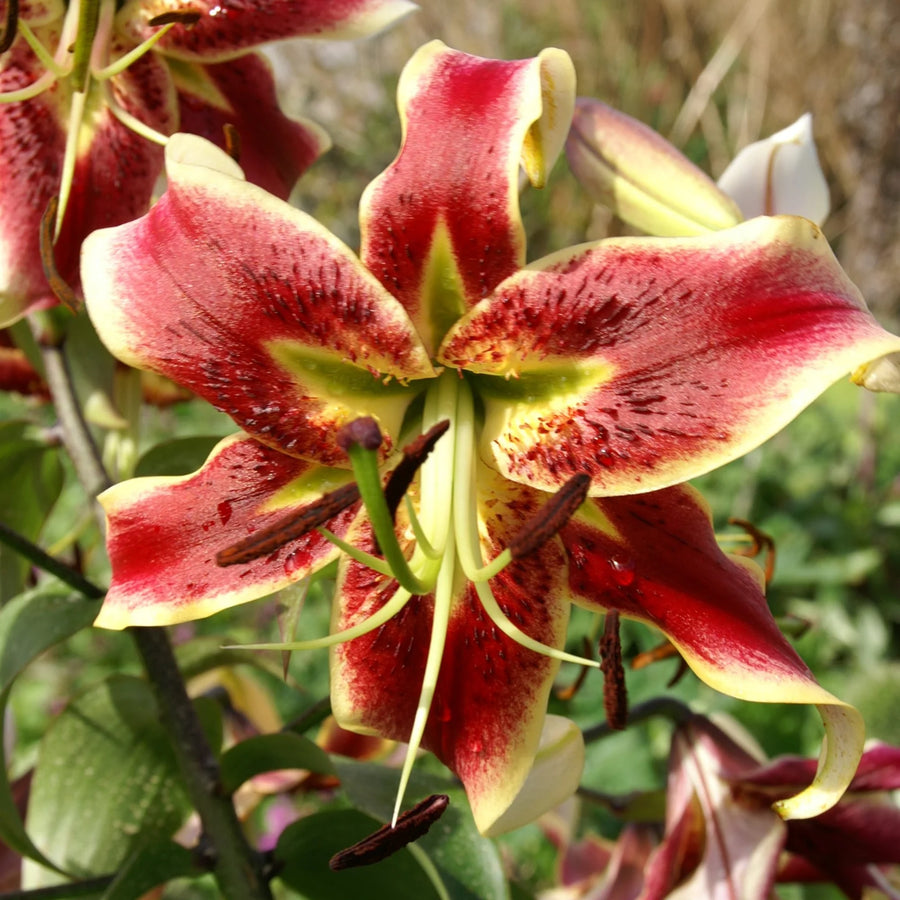 Lilium 'Scheherazade' Bulbs | Red & Cream Lily