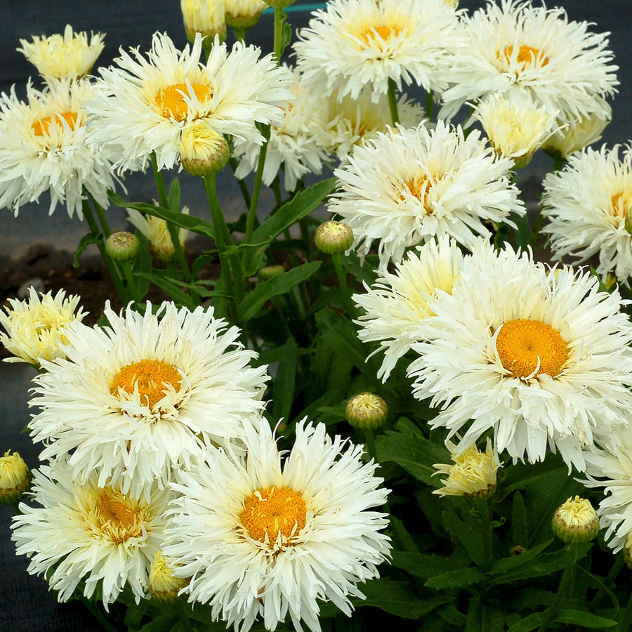 Leucanthemum × superbum 'Coconut'