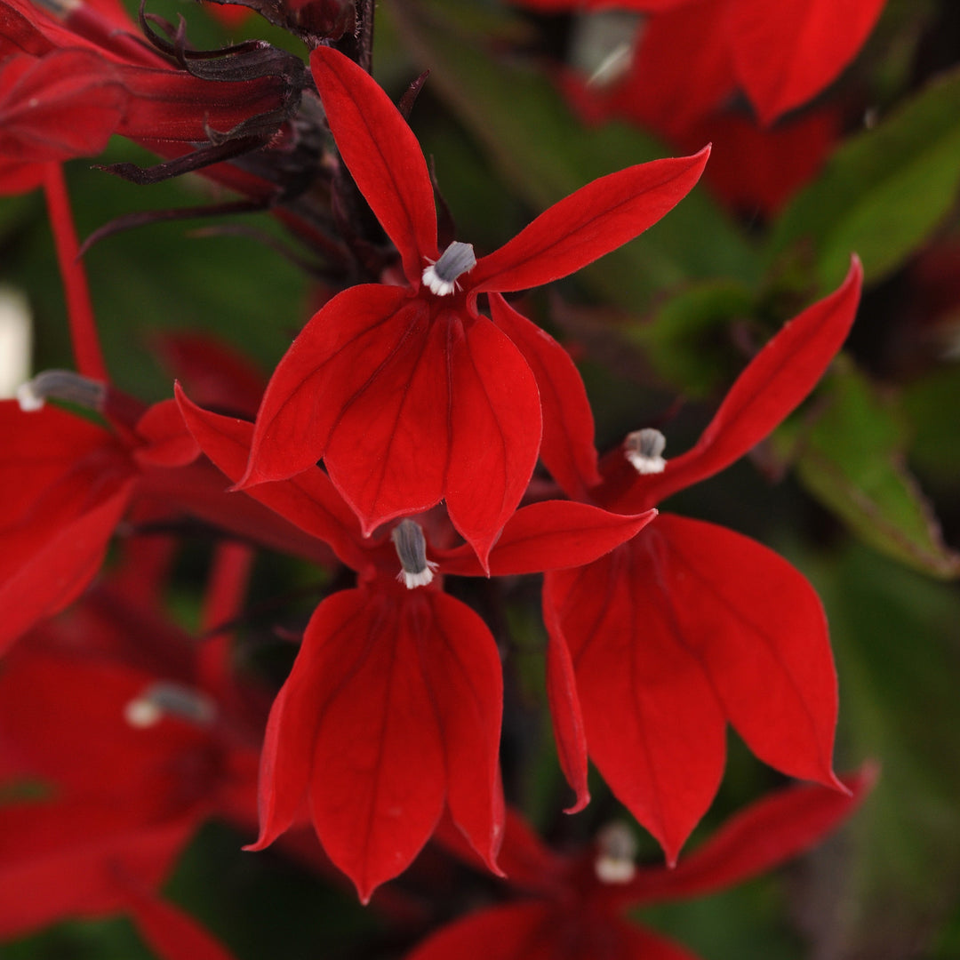 Lobelia × speciosa 'Starship Scarlet'