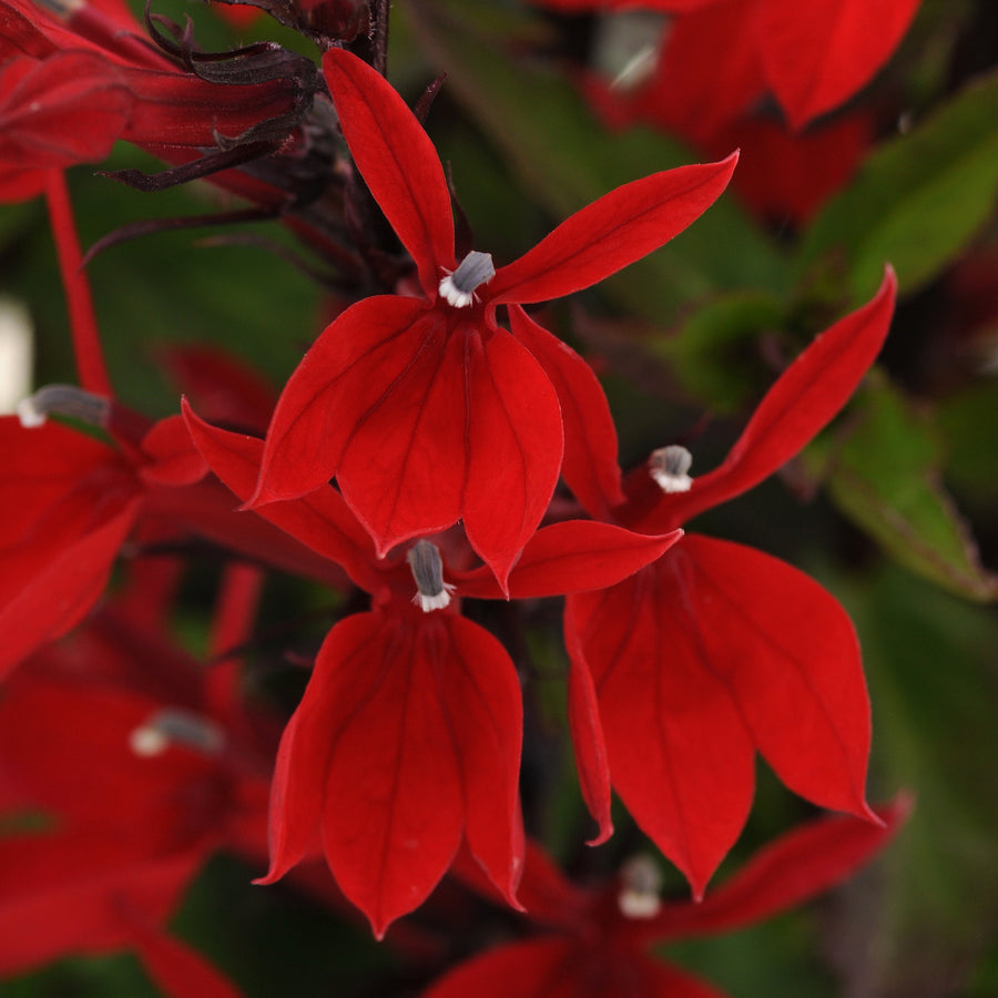 Lobelia × speciosa 'Starship Scarlet'