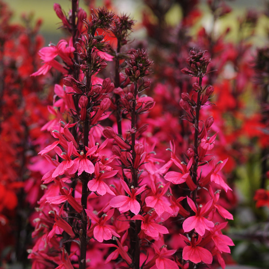 Lobelia × speciosa 'Starship Deep Rose'
